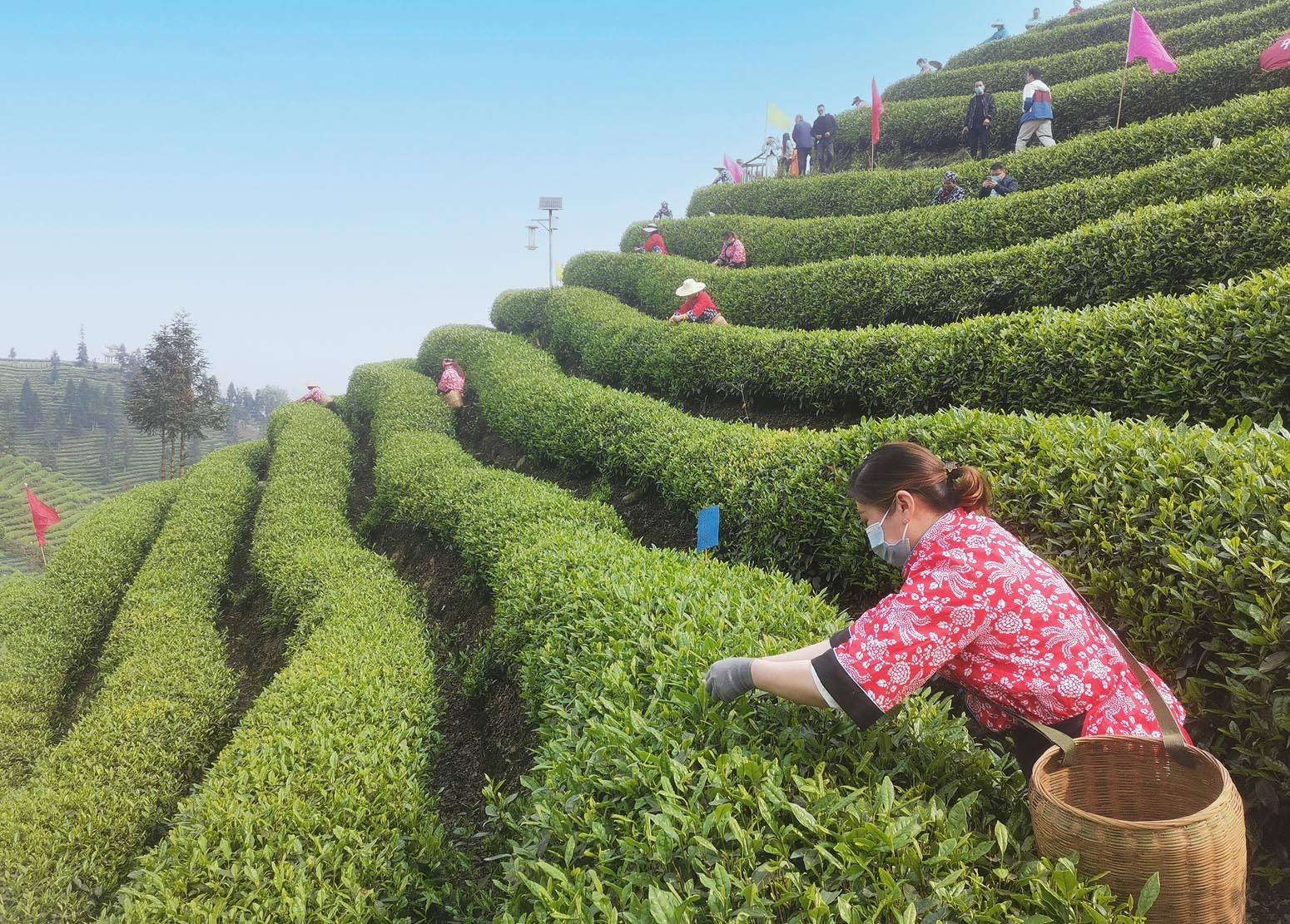 雅安市名山区中峰镇举行巧手匠心茶韵飘香采茶能手大赛