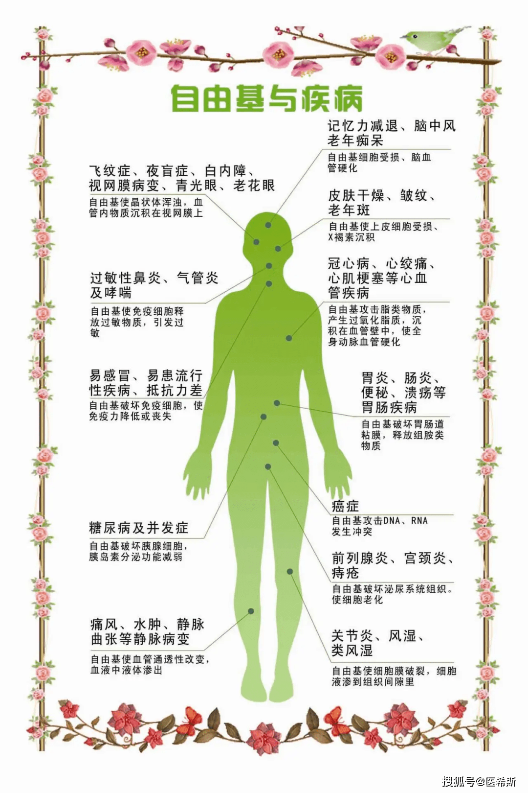 预防衰老从抵抗自由基开始 细胞 疾病 人体