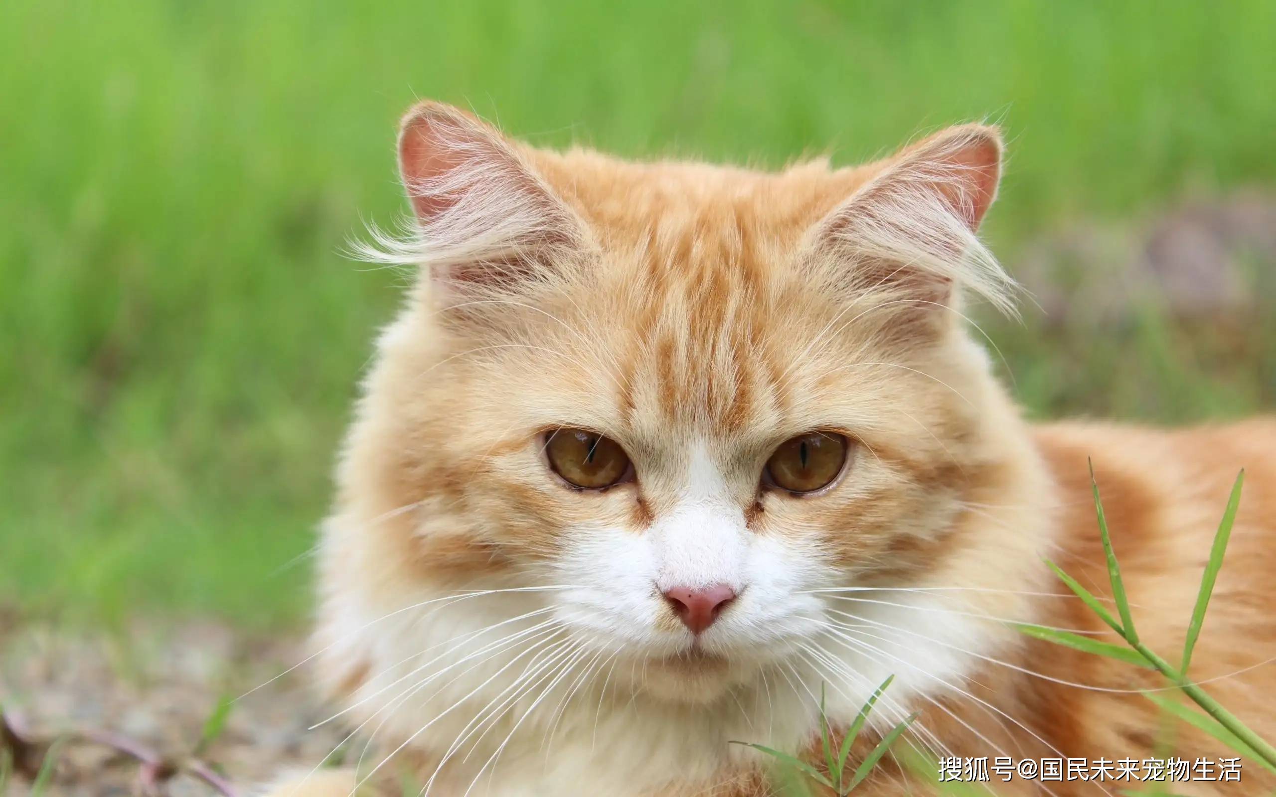 猫咪中毒了怎么办？学会紧急方法，铲屎官有效救猫！_搜狐网