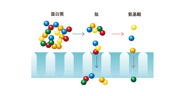 而蛋白质,是分子量很大的多肽.