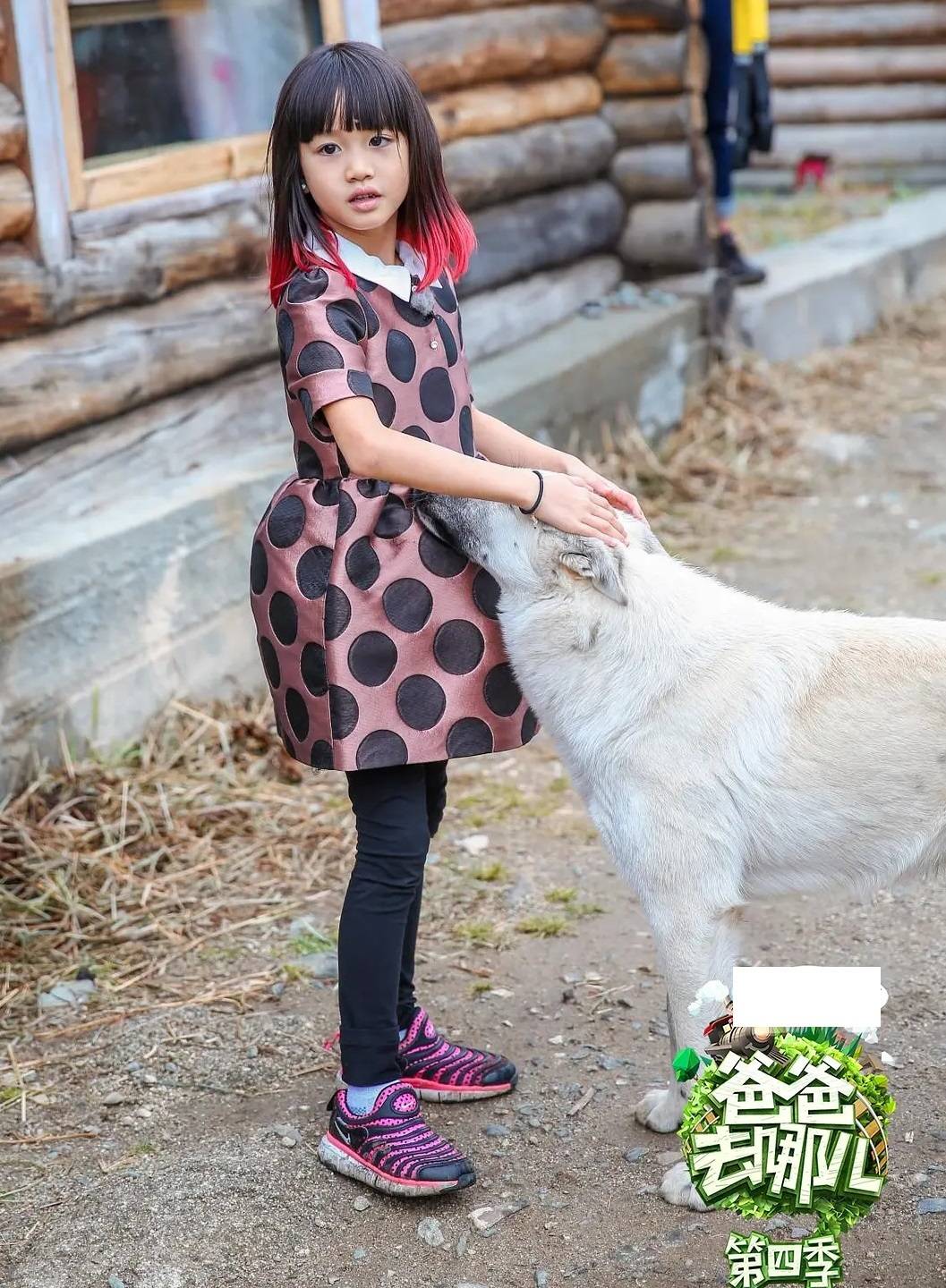 当然,考拉最早出圈的时刻不是在《爸爸去哪儿》,而是更小的时候跟