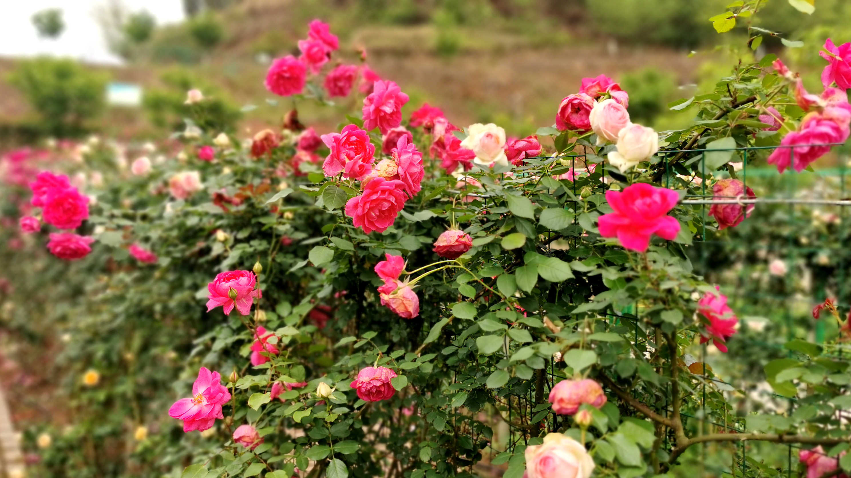 澜岭江花玫瑰园门票图片