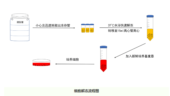 高效復甦細胞的秘訣_培養基_液氮_進行