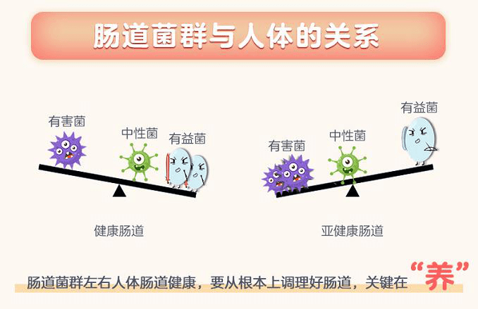 所以想要调理肠道改善拉肚子症状,调节好肠道菌群平衡是关键