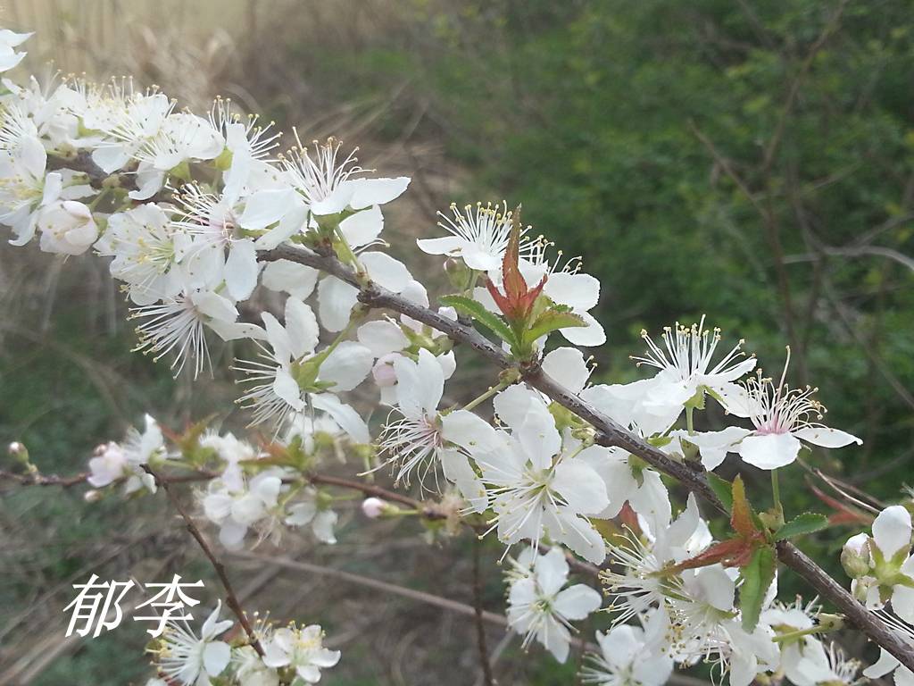 诗经里的植物辨识三十一唐棣棠棣和常棣