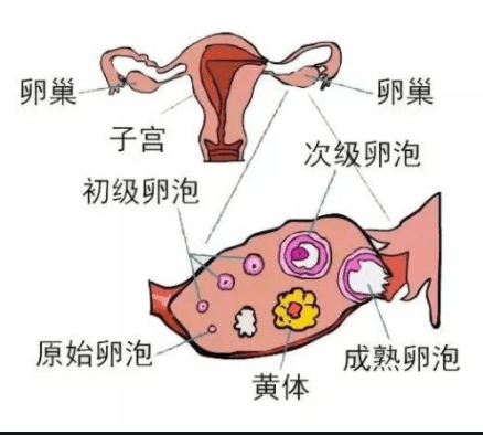促排卵用掉了我未来的卵子会让我老得更快吗