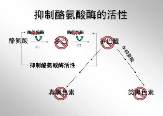 谷胱甘肽的作用及原理cytoplan細胞活性谷胱甘肽