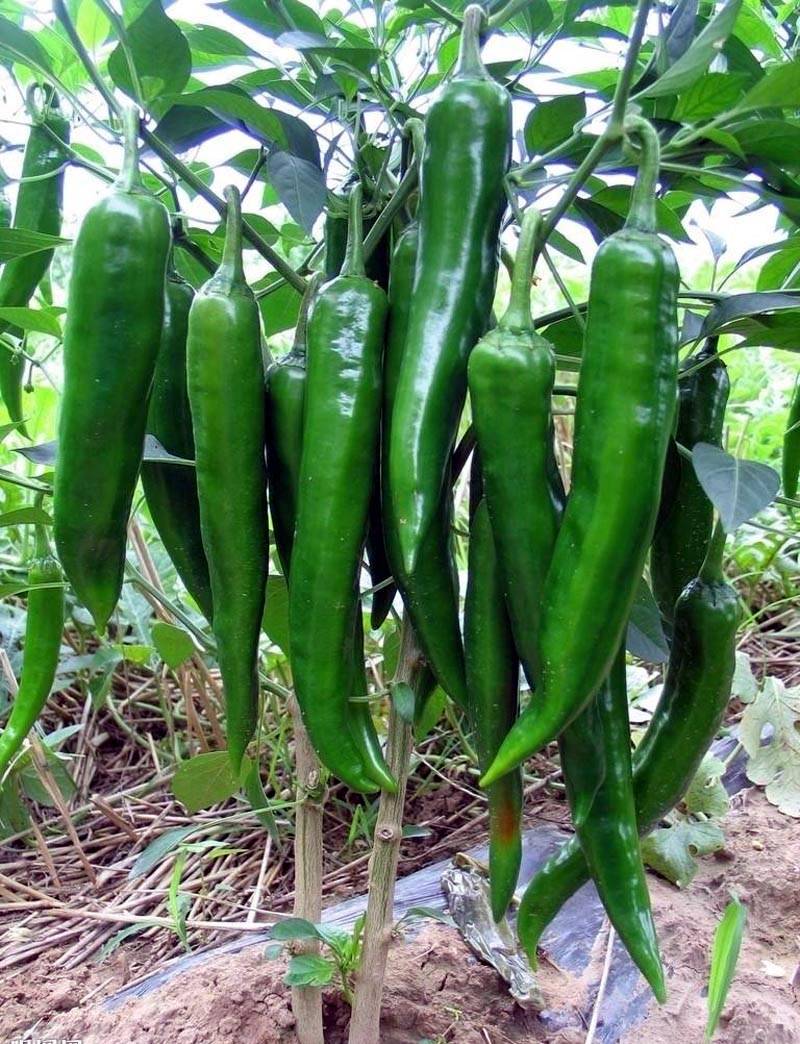 卓越绿皮尖椒牛角椒墨绿辣椒种子