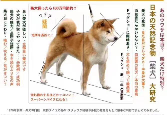 纯种柴犬的标准有哪些呢 日本 黑色眼圈 牙齿
