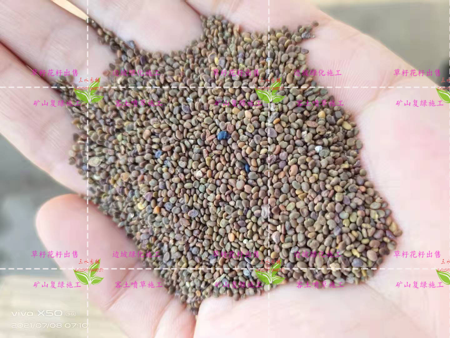 喷播植草挂网边坡草籽草种矿山绿化施工细节