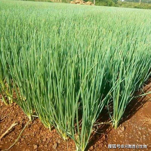 小葱霜霉病怎么治种植香葱预防霜霉病病害如何做香葱发生霜霉病的症状