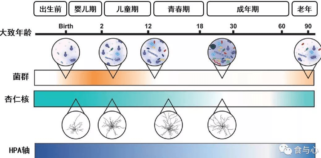 隐藏其后的菌-肠-脑轴(包括应激反应系统)功能异常才是ptsd的关键原因