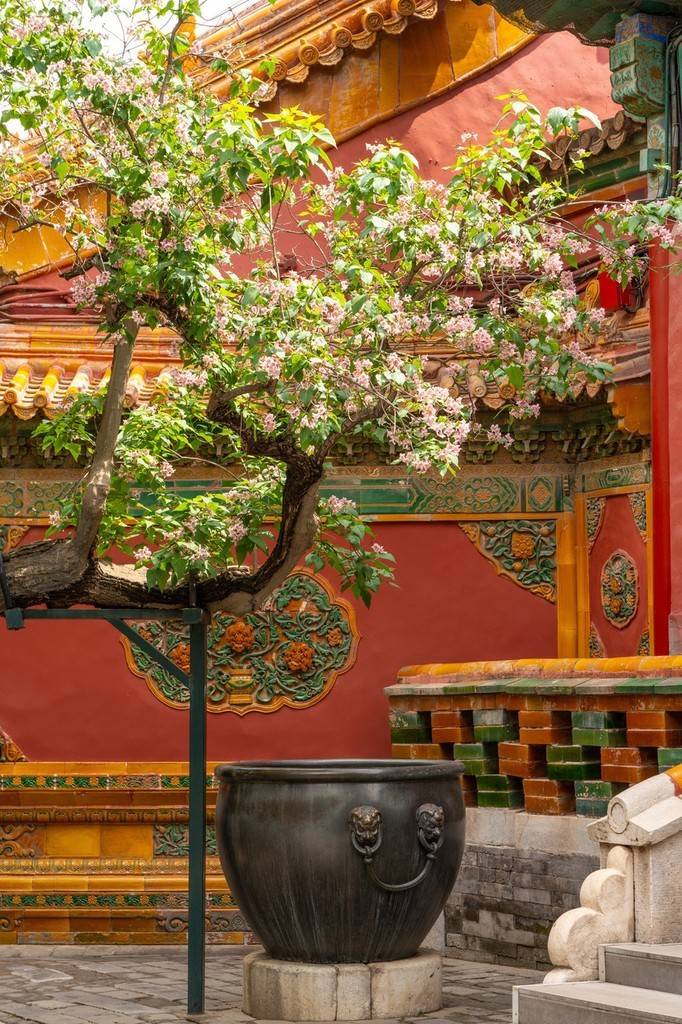 北京故宫御花园楸树花盛开 皇宫建筑衬托下格外美-搜狐大视野-搜狐新闻