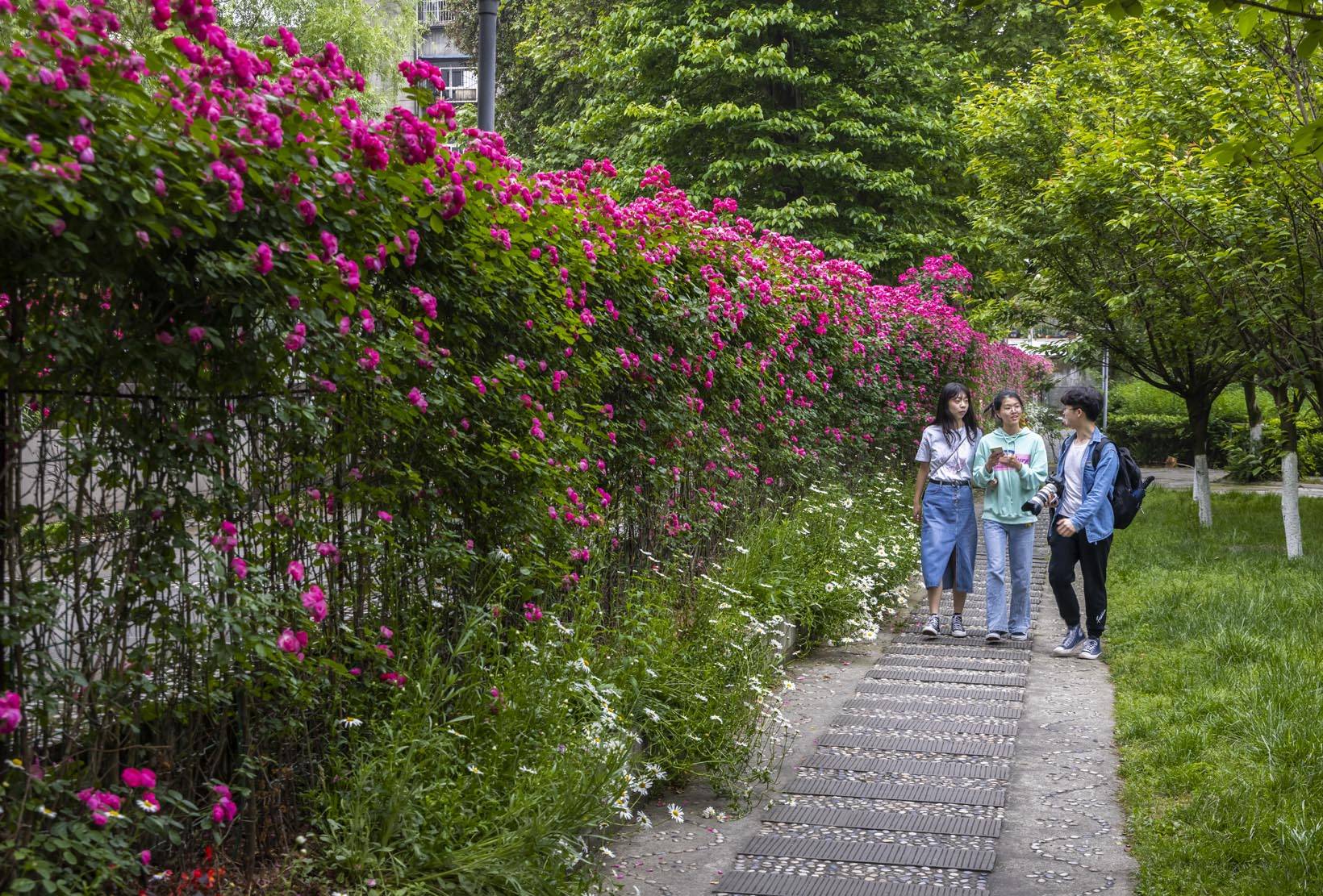 四川农业大学校园花开美如画