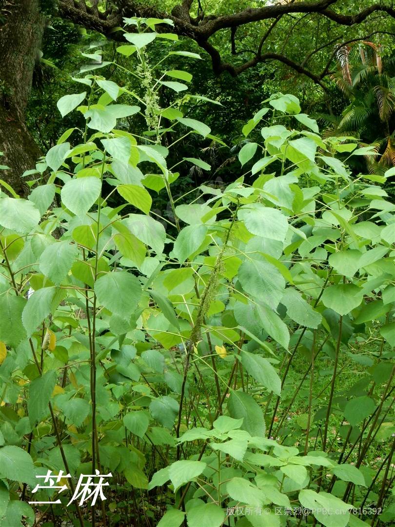 麻丝植物照片图片