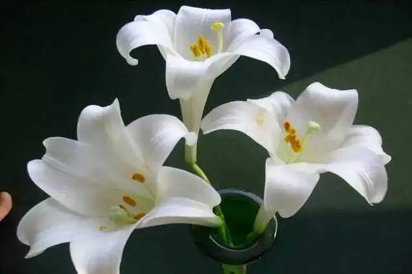 特产早知道——江油百合_调研_发展_人们