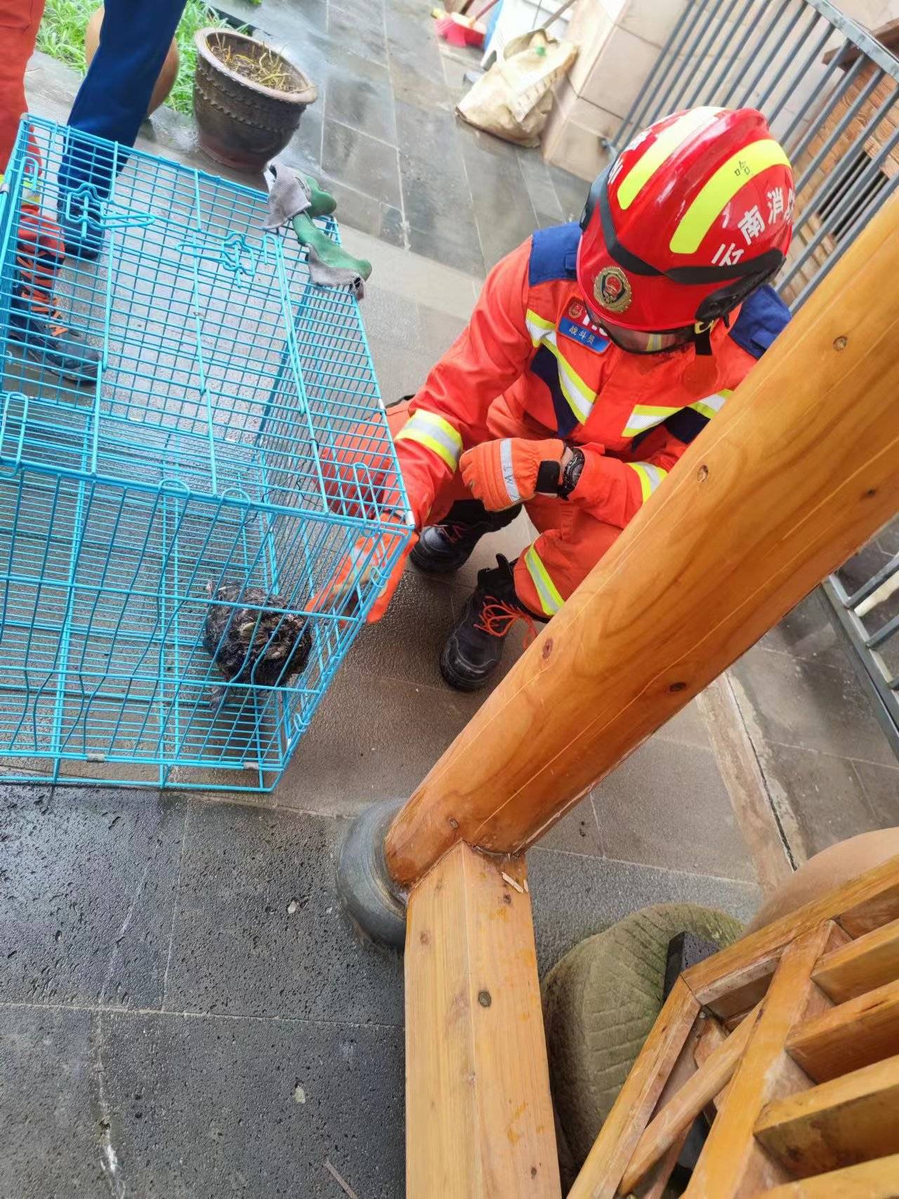 国家二级保护动物"落难" 消防及时救助_老鼠_腾冲_救援