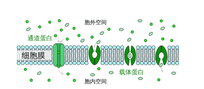 銀耳多糖修飾白蛋白微球半乳糖介導的冬凌草甲素白蛋白納米粒載糖類