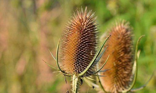 他们性情温和,有一股子豪迈,心胸大开,很难做出违心的决定.
