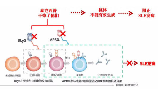 中国的临床研究泰它西普治疗难治性儿童系统性红斑狼疮有效