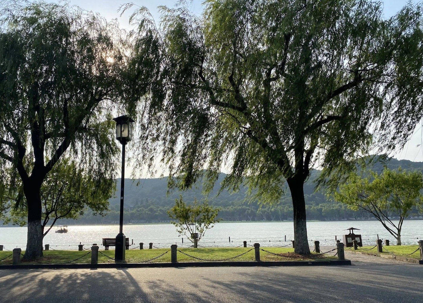 杭州西湖边柳树被换成月季惹争议，网友称人文意象没了