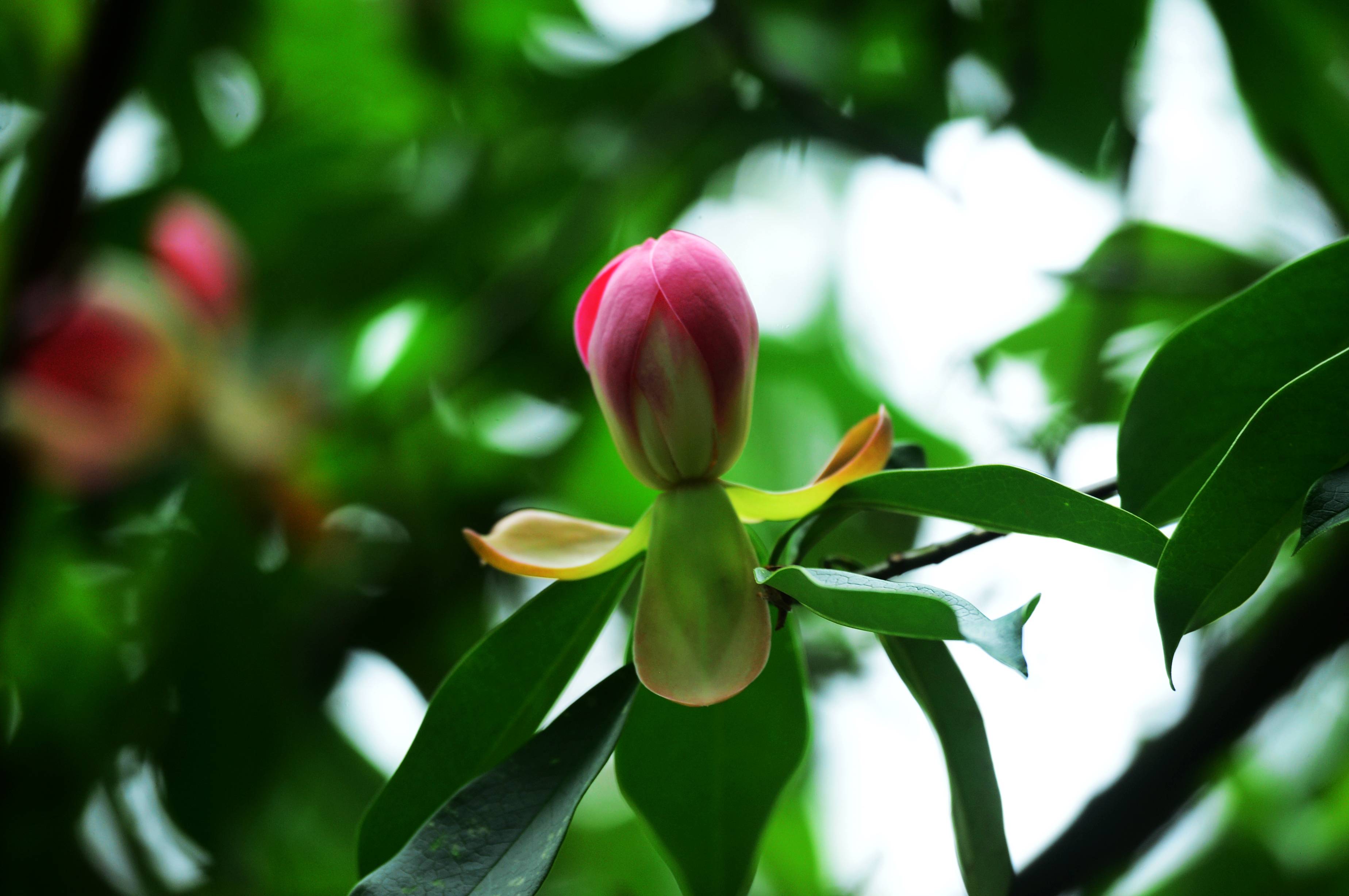 張家界天子山景區:有種蓮花長在樹上(組圖)_木蓮_紅色_樹葉