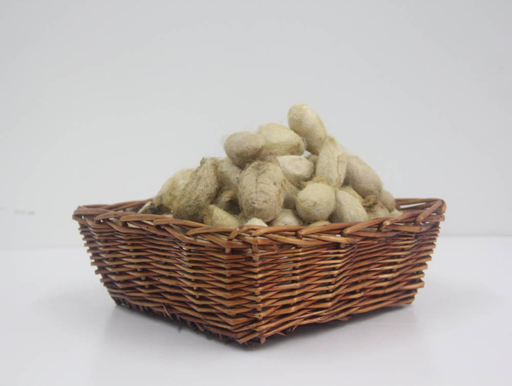 桑蚕丝和柞蚕丝到底有什么区别