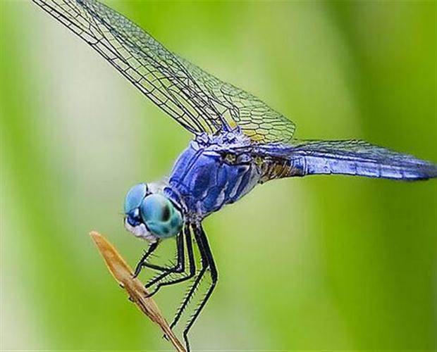 童年的红蜻蜓,最美的记忆 文/周延锋现代诗歌美文美图_秧苗_漂亮_机群