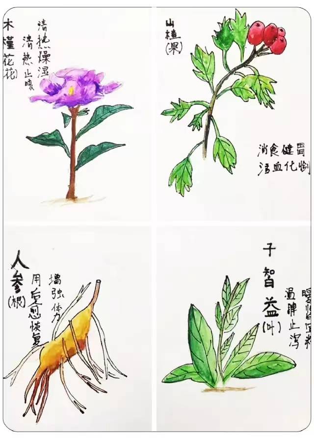 纹路清晰可见小作者颇有耐心啊王艾牵 8岁颜色变化大胆而丰富的紫苏