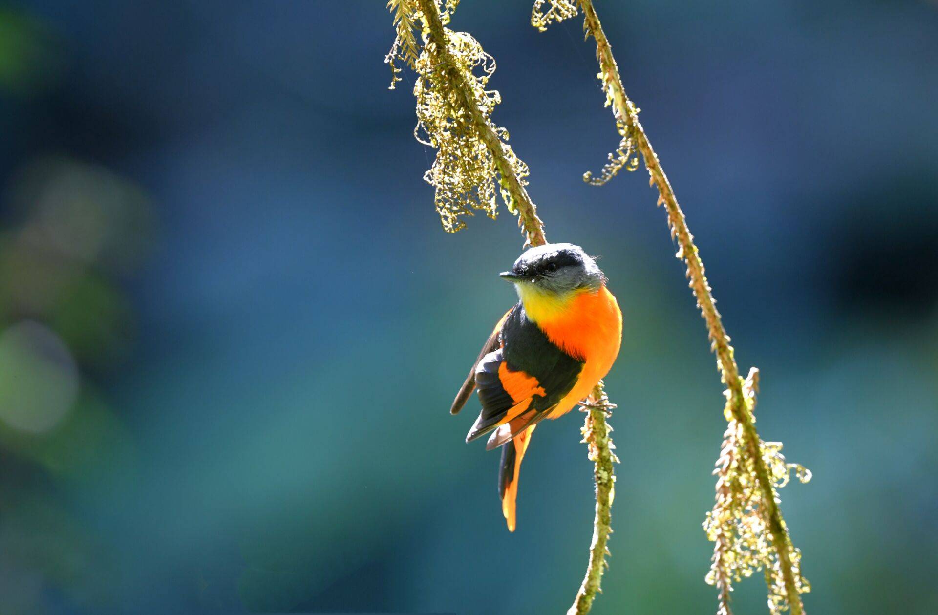 在鸟的灵动里感受腾冲生态之美