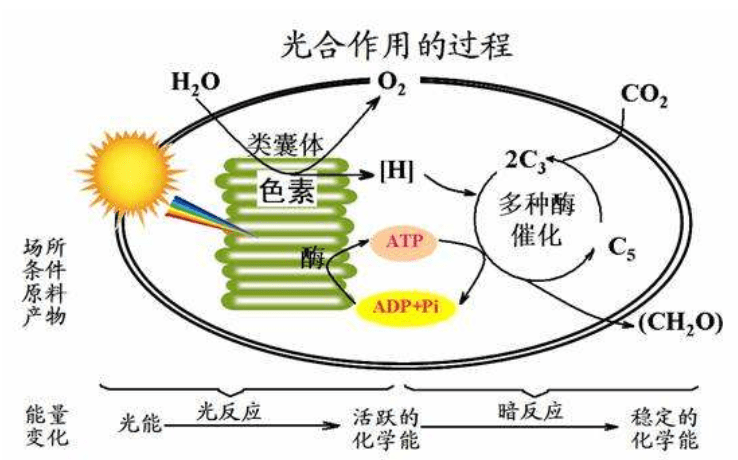 因为叶绿体内叶绿素居多,还有少量的胡萝卜素和叶黄素,他们吸收的光线