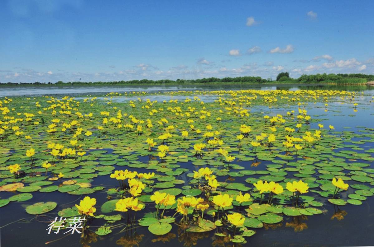 荇菜是一种水生漂浮植物,别称众多,例如,莕,接余,凫葵,莲叶莕菜,驴蹄