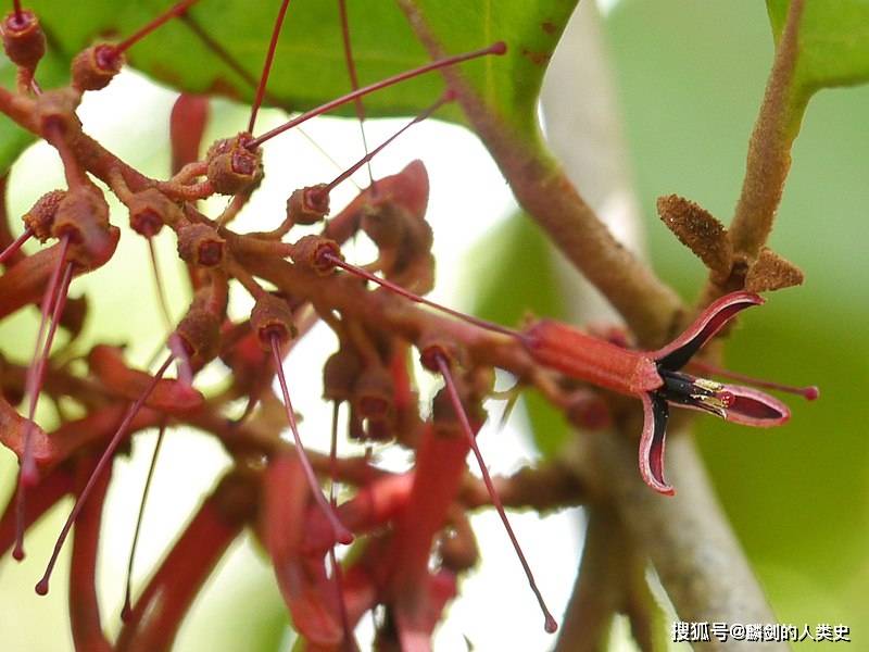 【植物界全系列】檀香目—桑寄生科(上):鞘花_灌木_被子植物_寄主