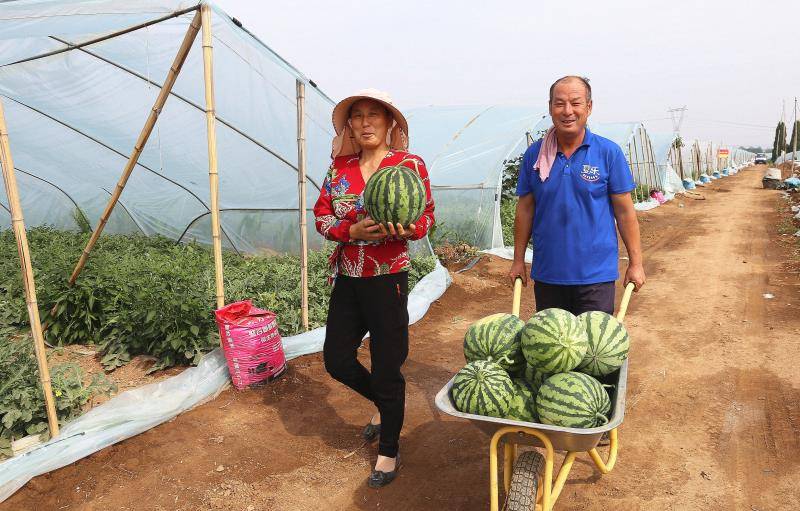 夏县:夫妻党员带富"夫妻瓜棚"人_张杨明_西瓜_运城市