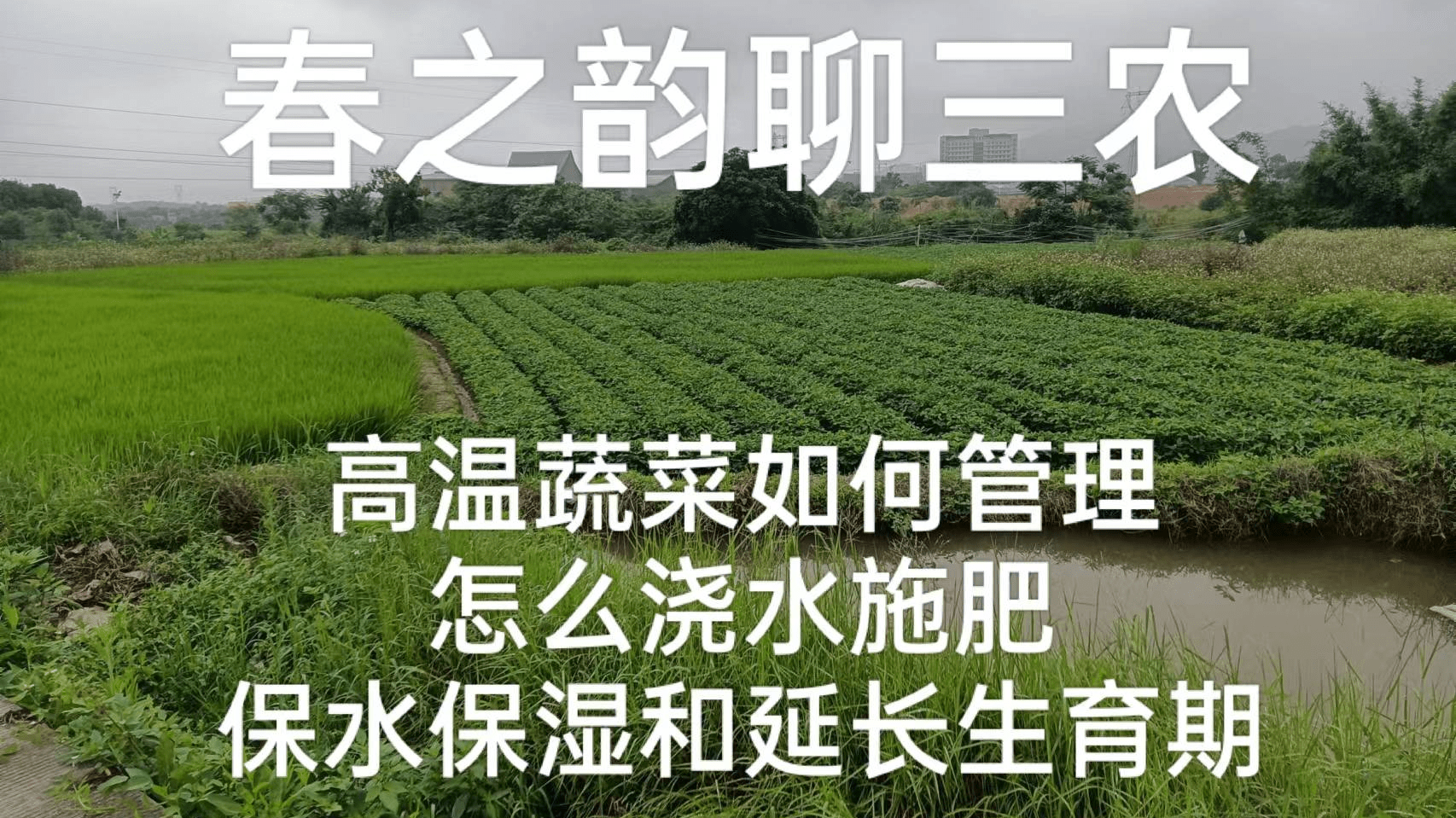 高溫蔬菜如何管理,怎麼澆水施肥,保水保溼和延長生育期_複合肥_開溝