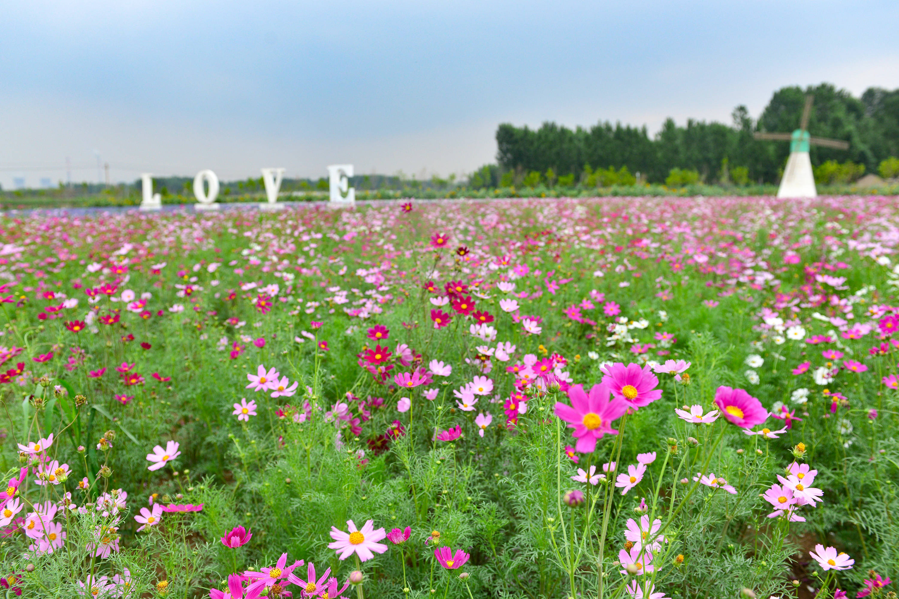 初夏的济南,盘点7处网红花海打卡地,快点收藏明年早点来打卡_华山