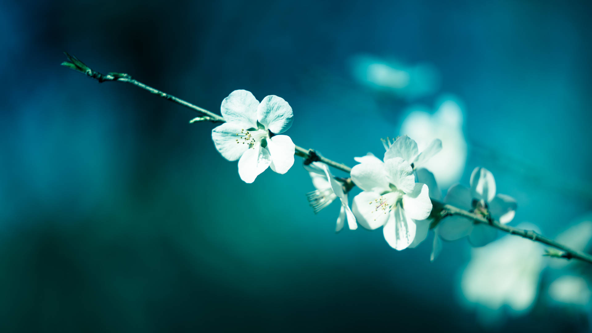 在未来一周里,得到幸运之神眷顾,会惊喜连连的三大生肖