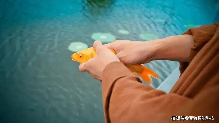 放生金鱼或破坏生物多样性