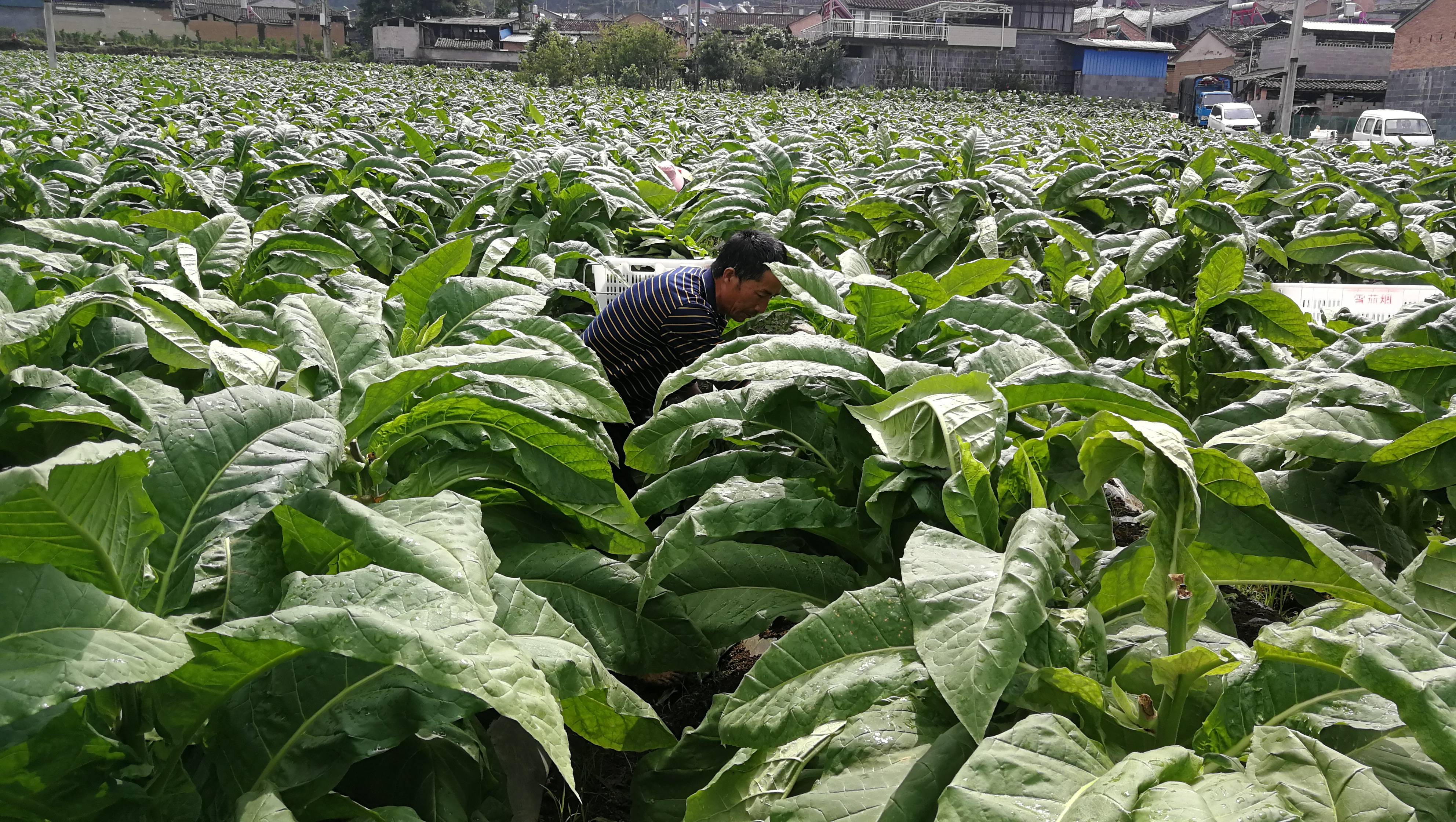 腾冲市雪茄烟种植开发工作目标任务圆满完成