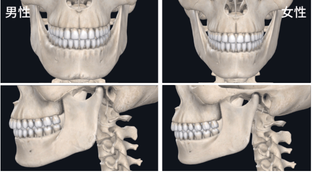 女性:下颌骨偏圆,下颌角大(120～140°).