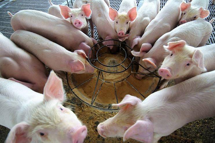教您如何低成本自制发酵饲料操作简单适口性好猪爱吃