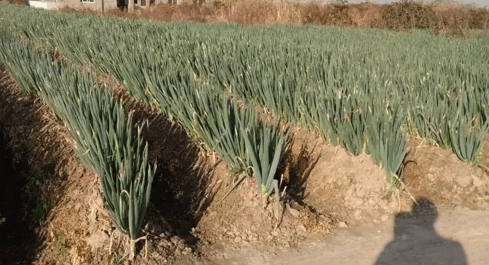 種植大蔥時施什麼肥料最好大蔥什麼階段開始施肥