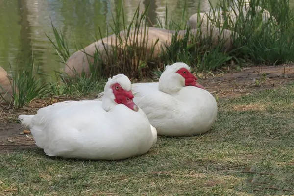 特产早知道——阳新屯鸟_调研_品种_保种