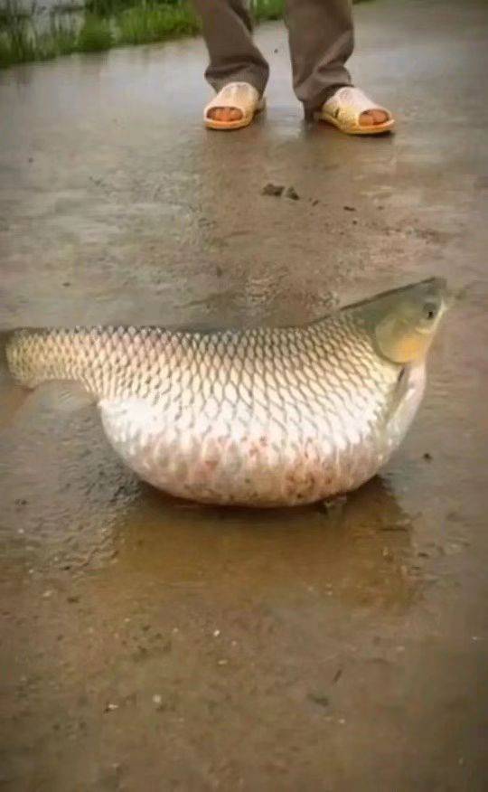 见过鱼但你未必见过个头不大却是最胖的草鱼