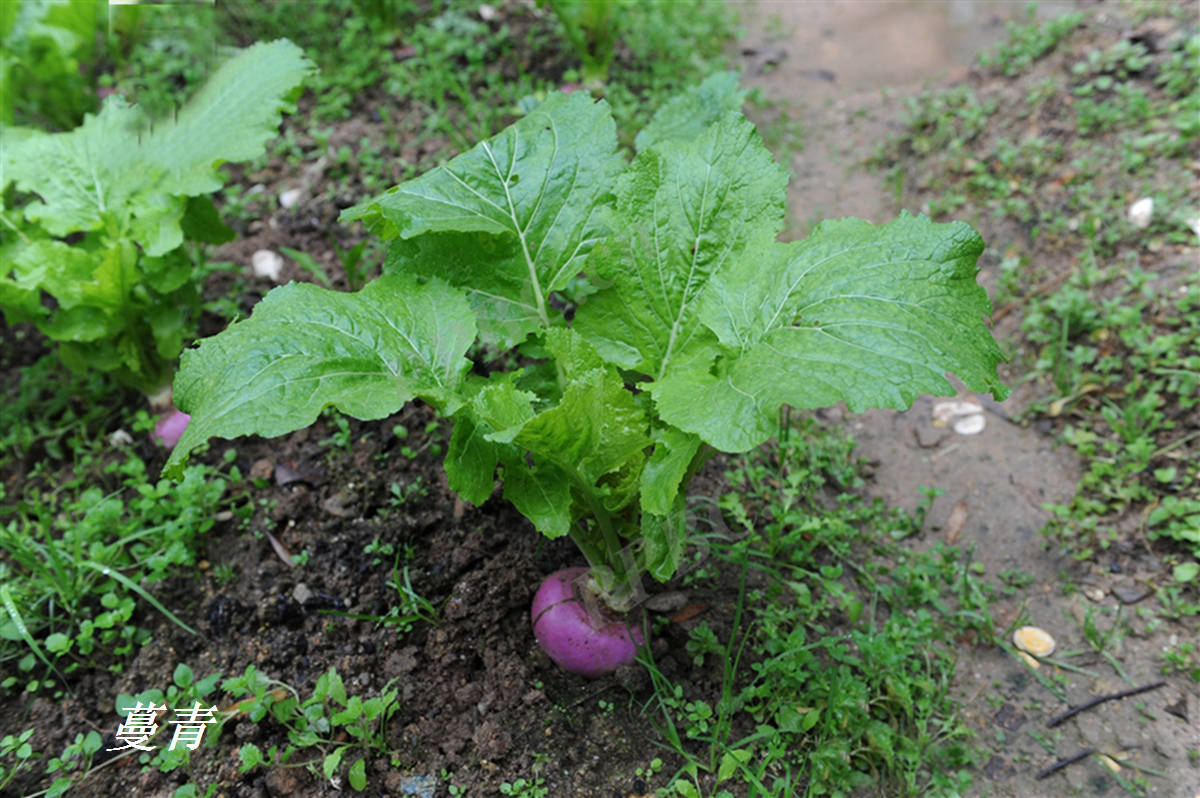 读fēng(风) 时,是指蔓青(芜青);读fèng (凤