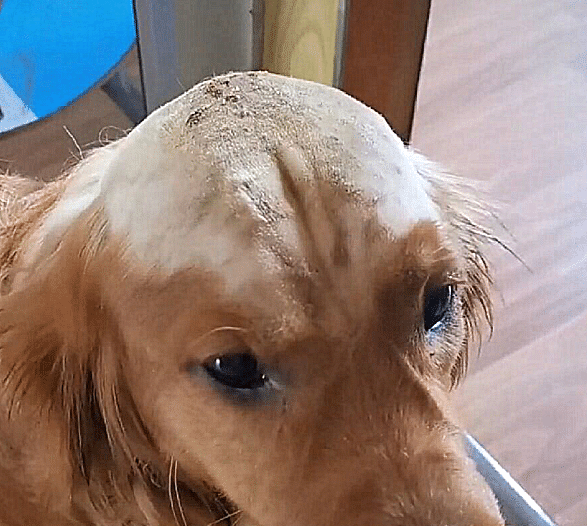 原创狗狗一直挠痒痒主人不管不顾结果秃头了颜值受到严重影响