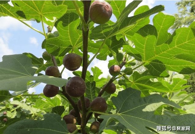 家裡為什麼不能種無花果樹家裡養哪些植物能旺風水