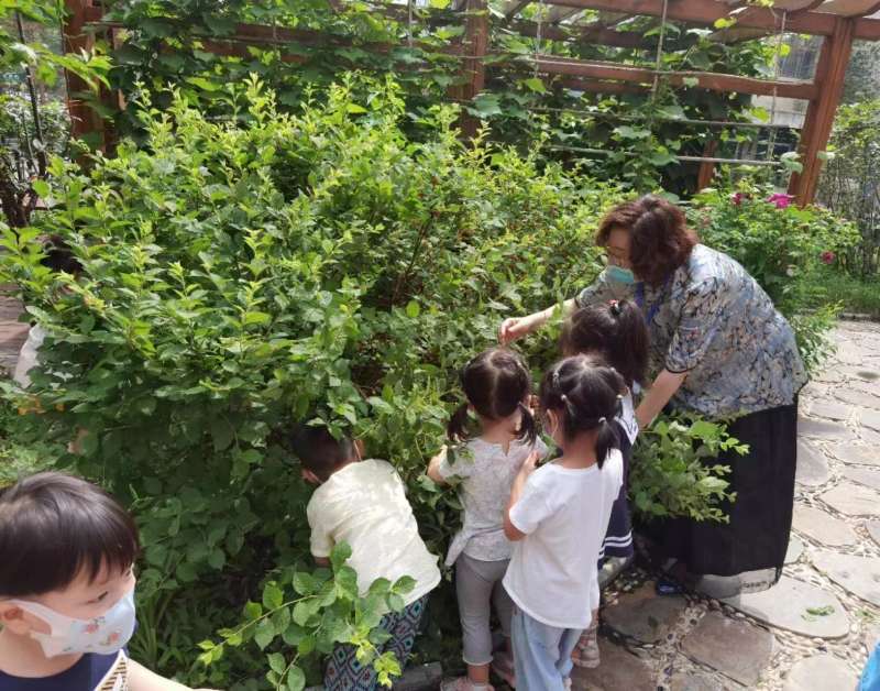 探究校园植物奥秘长春解放大路小学校创建国际生态学校