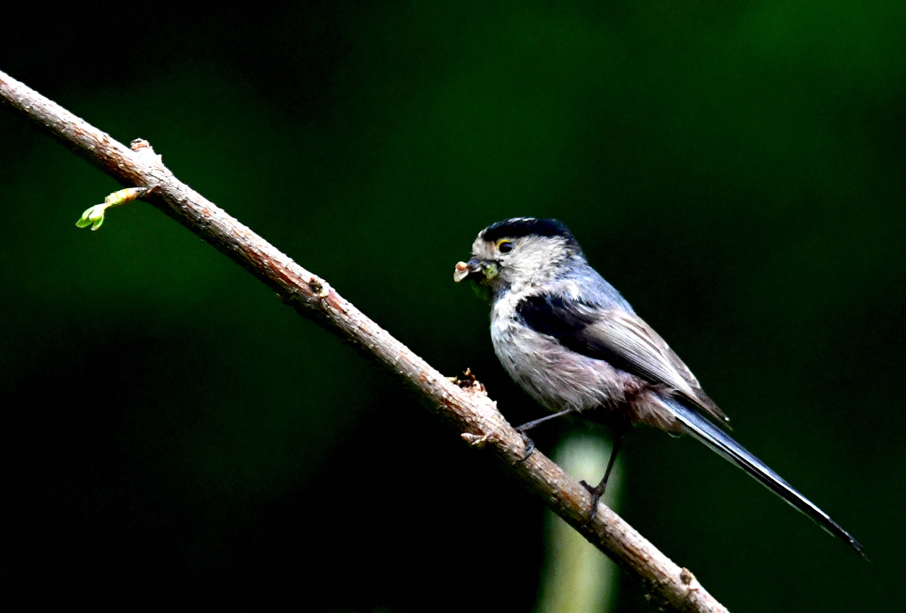 银喉长尾山雀上重要的农林益鸟二