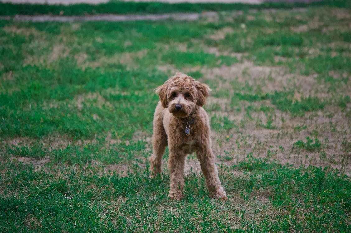 年老的贵宾犬凶猛咬人一定要上宠物训练课程纠正吗